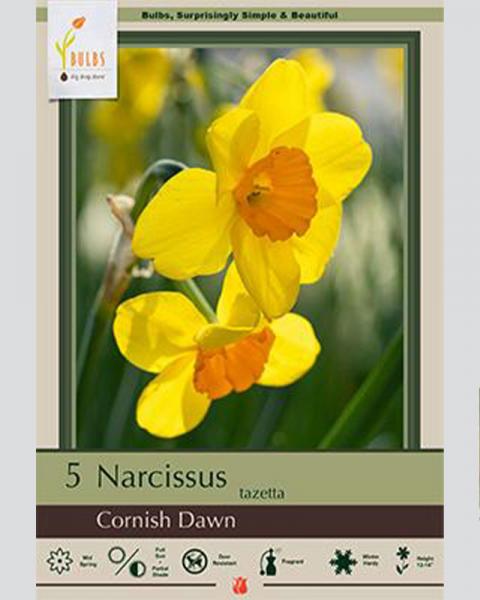Narcissus Cornish Dawn