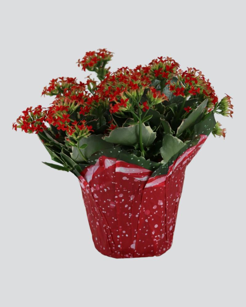 Departments 6" Kalanchoe Kandy Cane