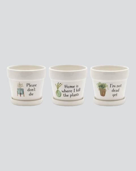 Witty Pot With Saucer 4.75" Assorted