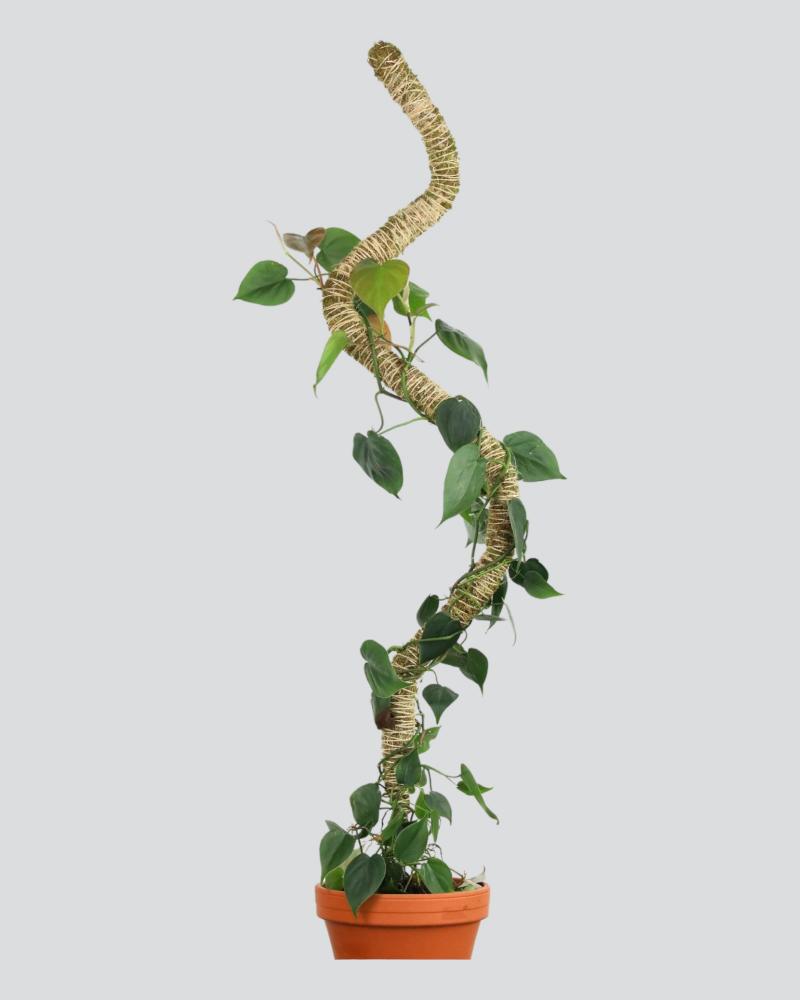 Mossify 16" Bendable Moss Pole