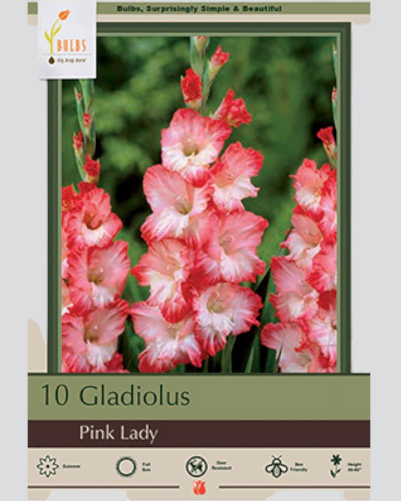 Gladiolus Pkg of 10 Pink Lady