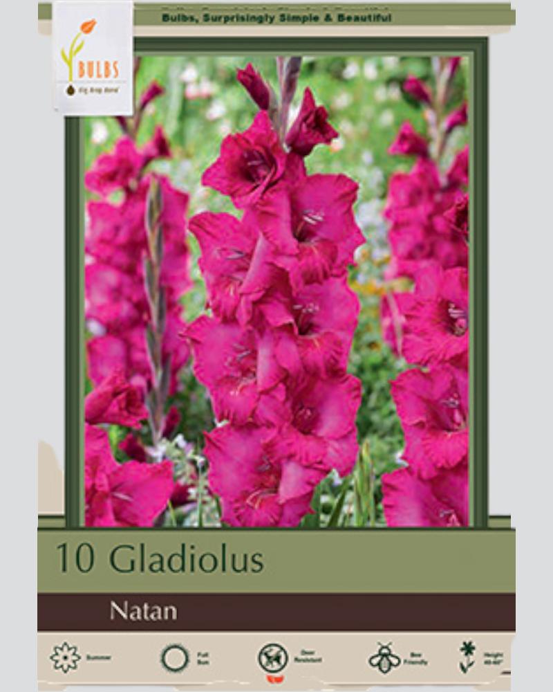 Gladiolus Pkg of 10 Natan
