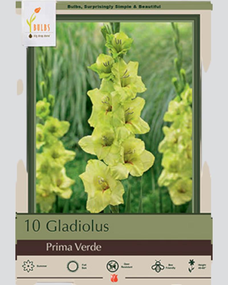 Gladiolus Pkg of 10 Prima Verde