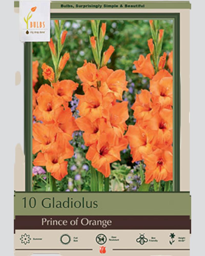 Gladiolus Pkg of 10 Prince of Orange