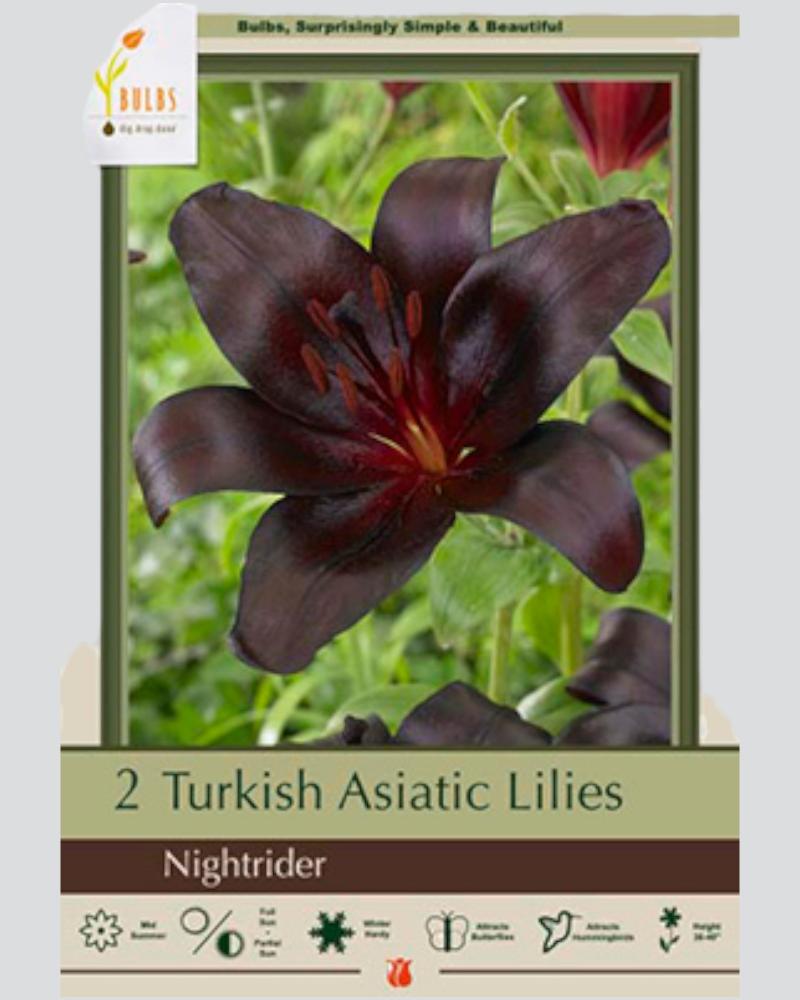 Lily Asiatic Pkg of 2 Nightrider
