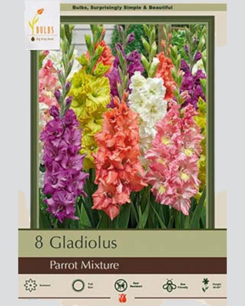Gladiolus Pkg Of 6 Parrot Large Flowering Mixture
