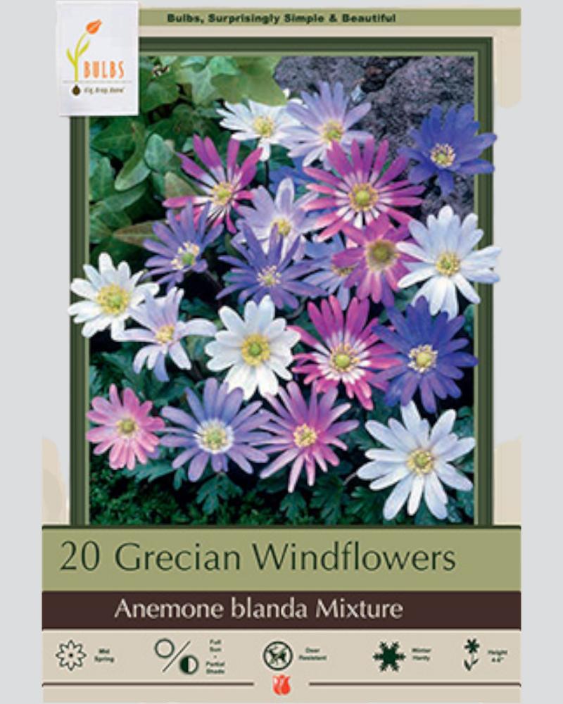 Anemone Pkg of 20 Blanda Mixture Grecian Wildflowers