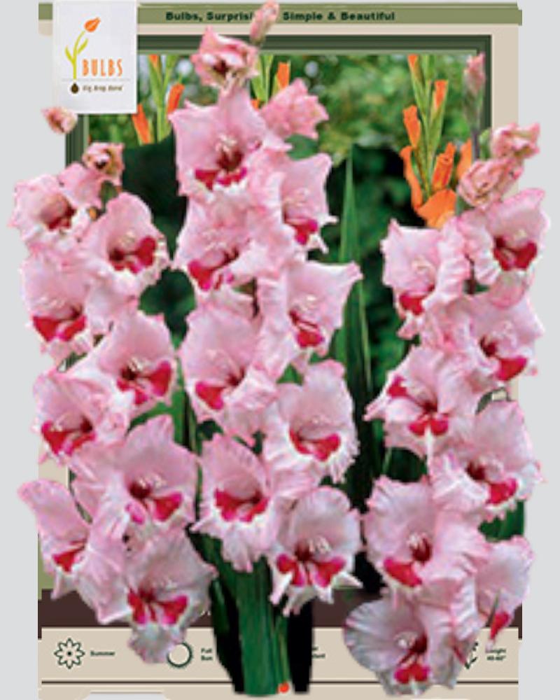 Gladiolus Pkg of 10 WIne and Roses