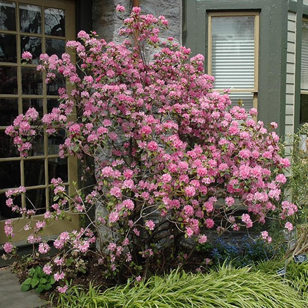 Rhododendron Olga Mezitt (pink)