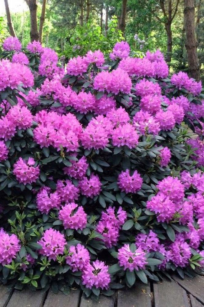 Rhododendron Roseum Elegans (lavender/pink)