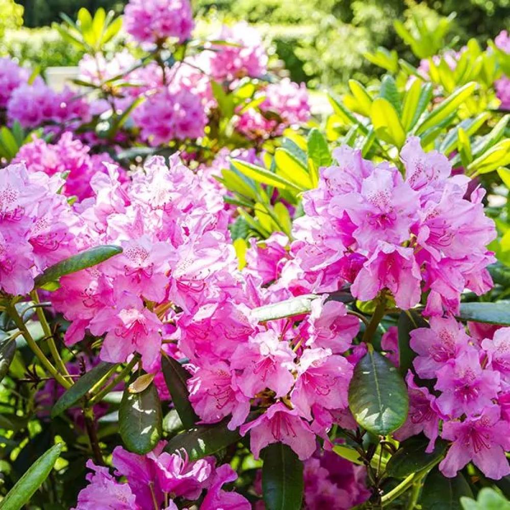Rhododendron Haaga (pink)