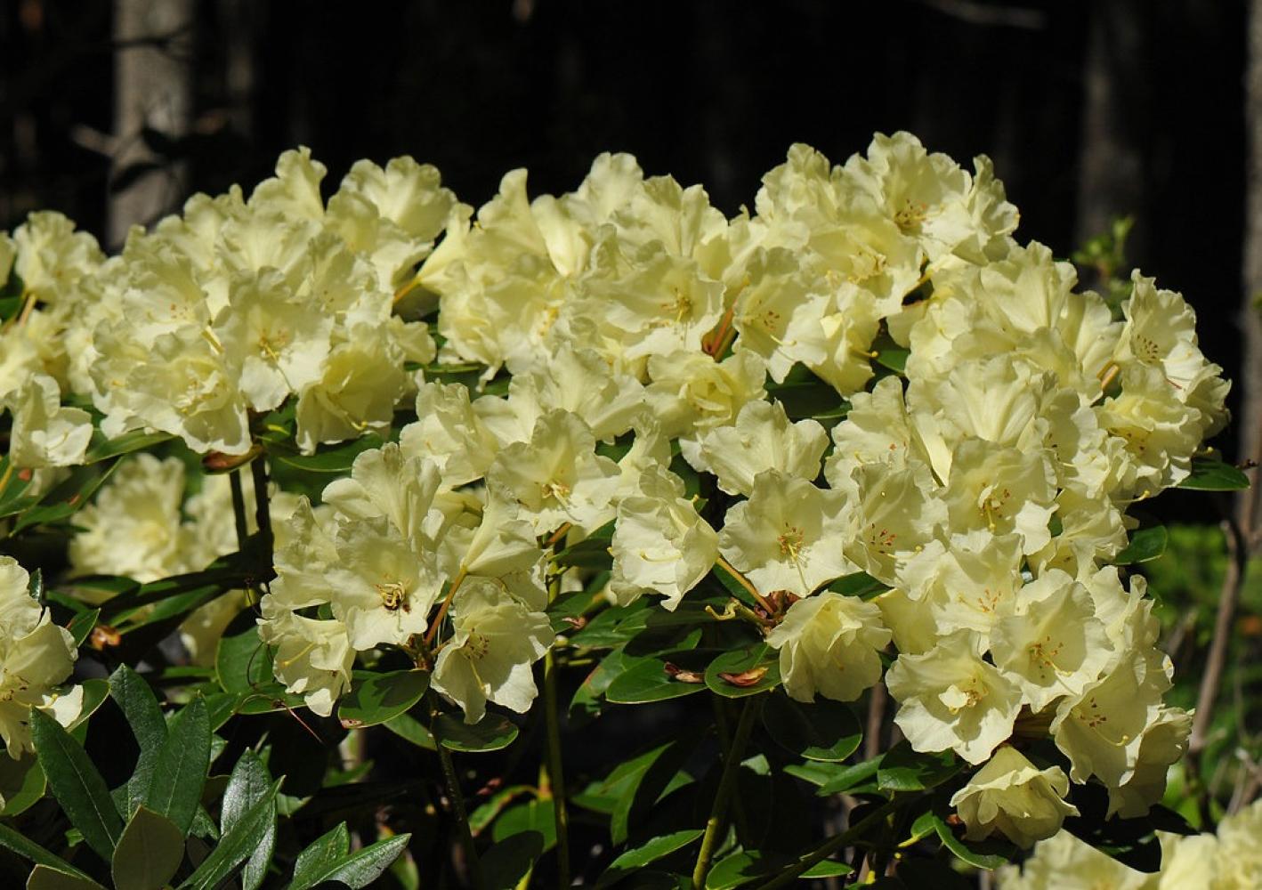 Rhododendron Lemon Dream (yellow)