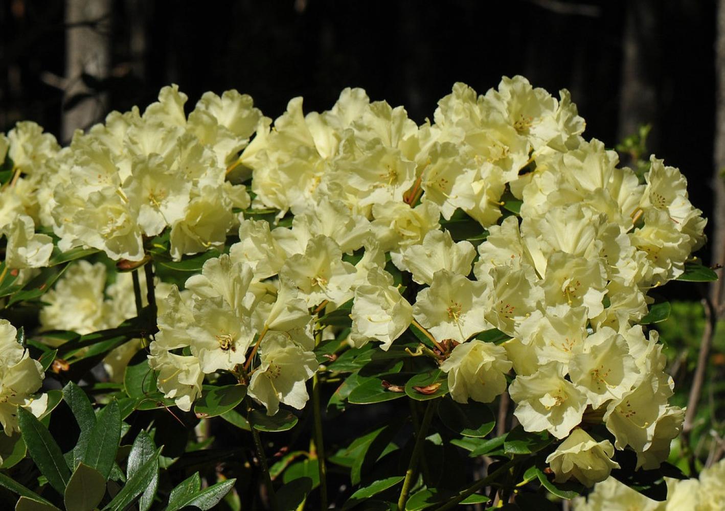 Rhododendron Lemon Dream