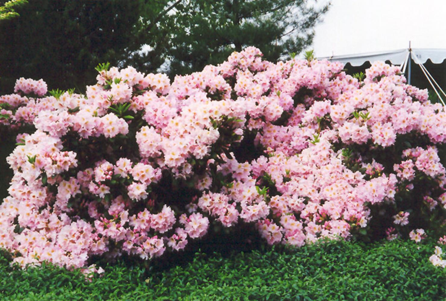 Rhododendron English Roseum (pink)