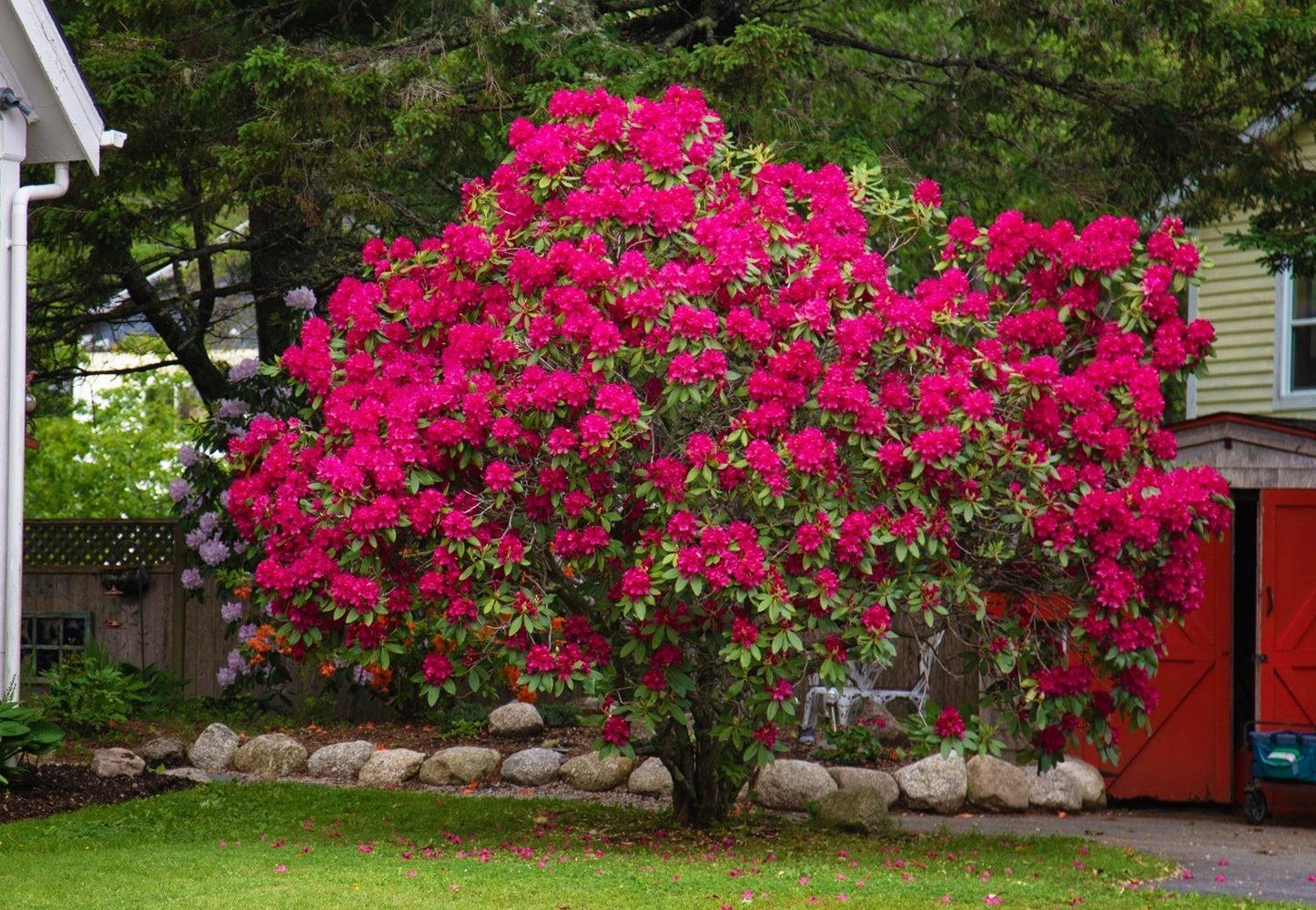 Rhododendron Nova Zembla (red)
