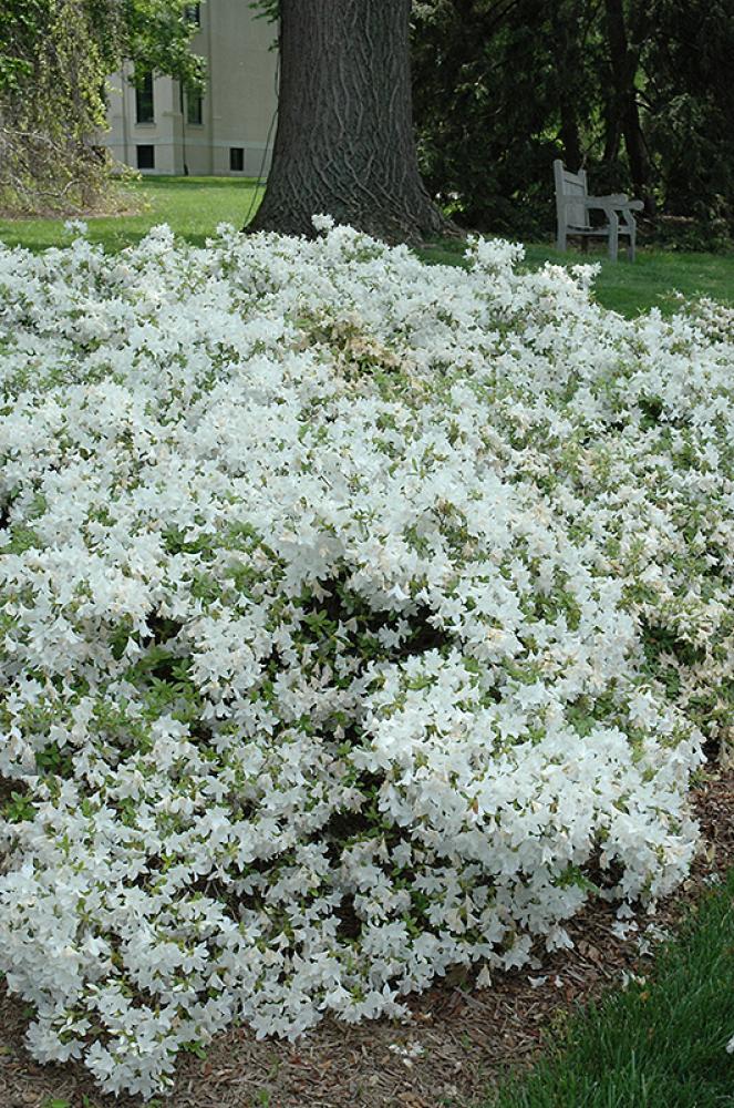Azalea Cascade (white) 19cm