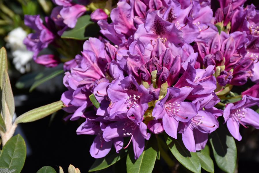 Rhododendron Tapestry (purple)