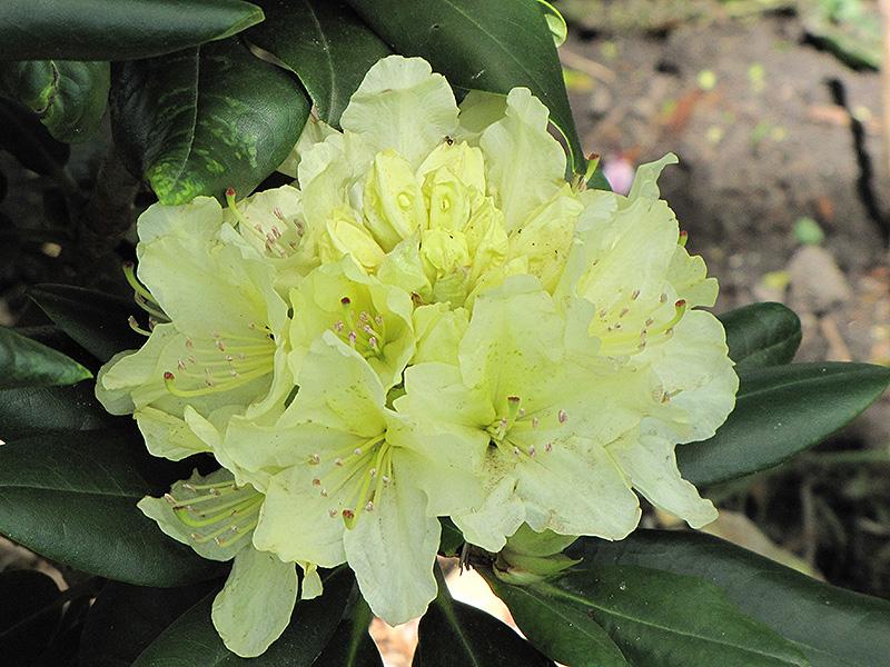 Rhododendron Capistrano (yellow)