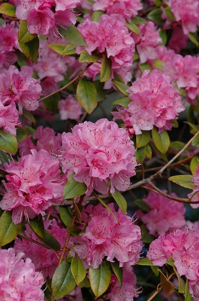 Rhododendron Olga Mezitt (pink)