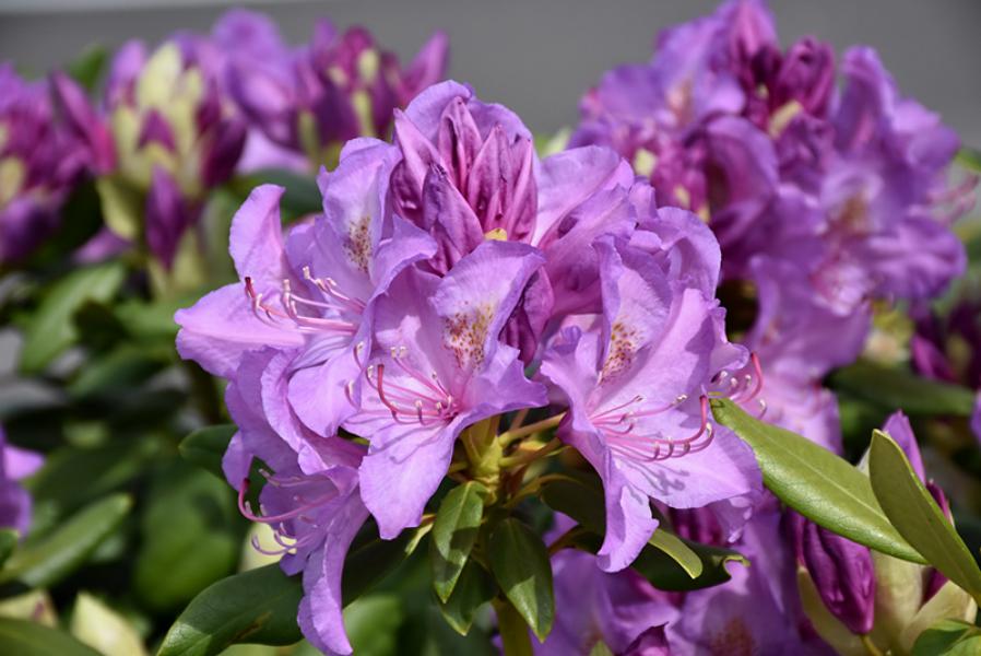 Rhododendron Boursalt (purple)