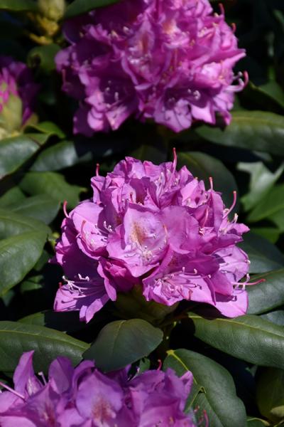 Rhododendron Roseum Elegans (lavender/pink)