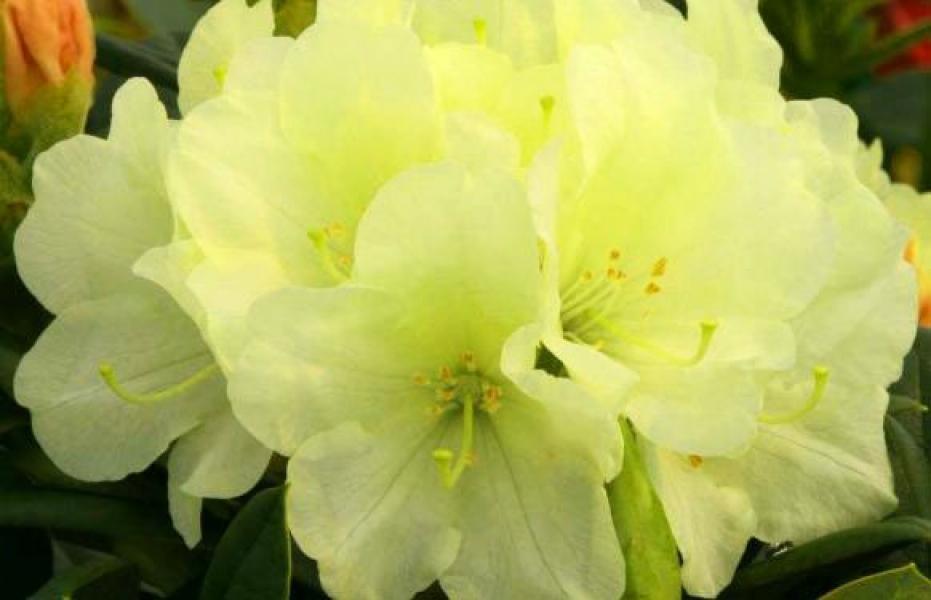 Rhododendron Lemon Dream (yellow)