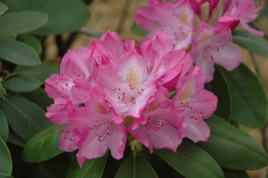 Rhododendron English Roseum (pink)