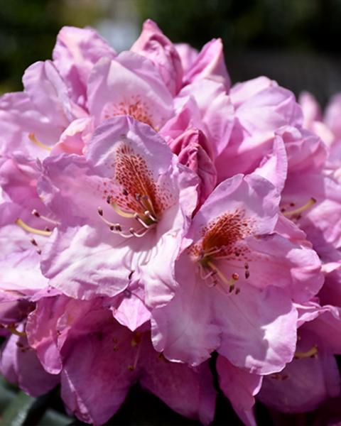 Rhododendron Pjm (lavender)