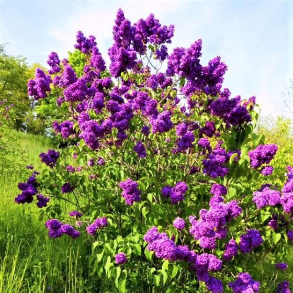 Lilac Fh Yankee Doodle (purple)