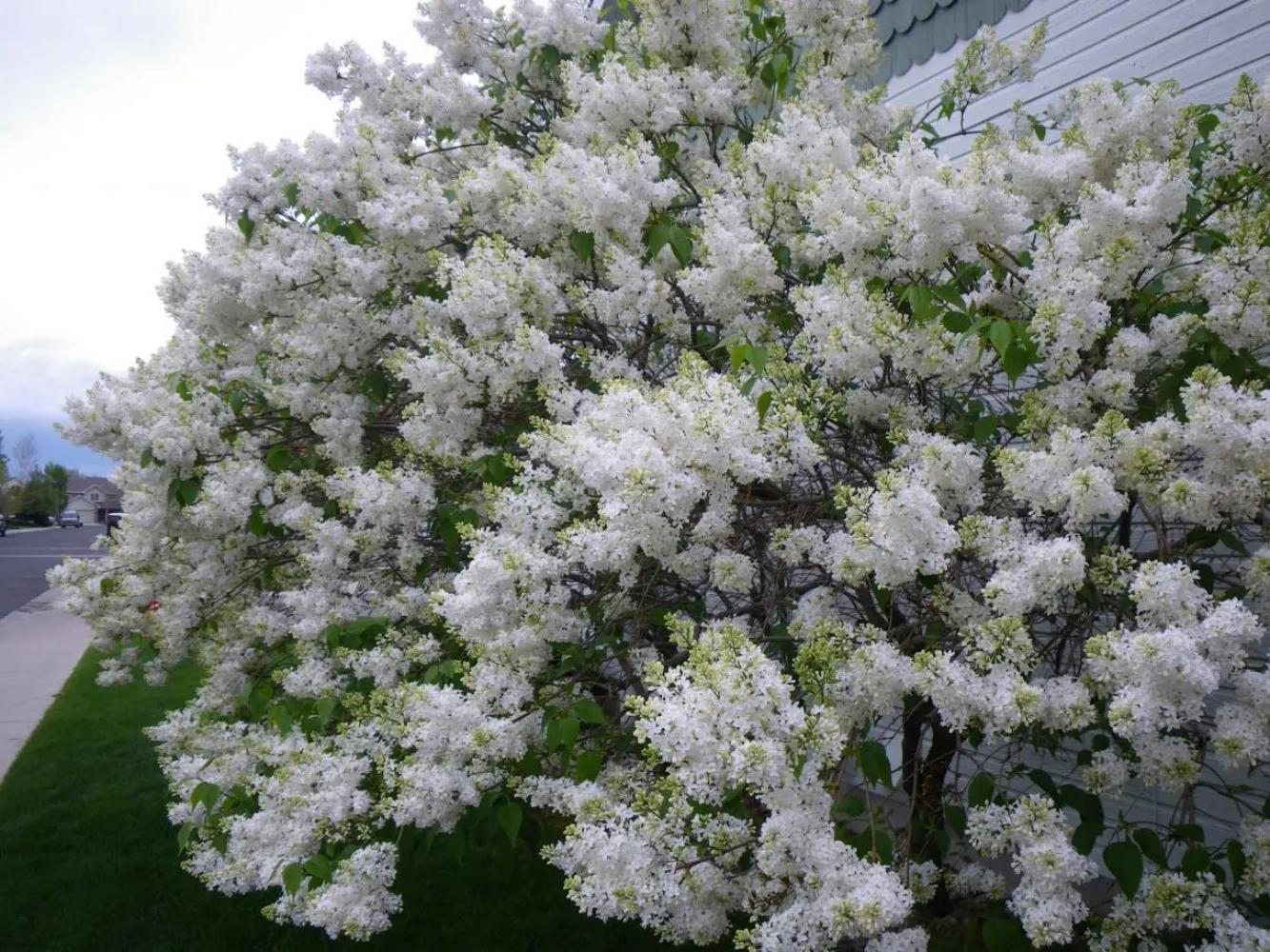 Lilac Fh Common White