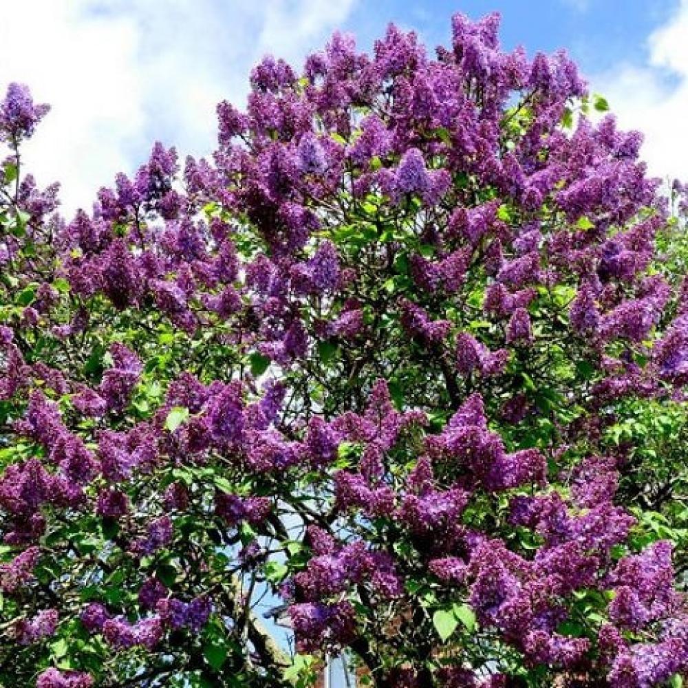 Lilac Fh Common Purple