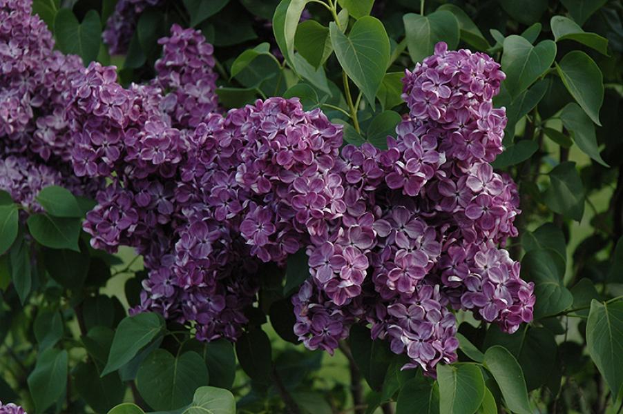 Lilac Fh Yankee Doodle (purple)