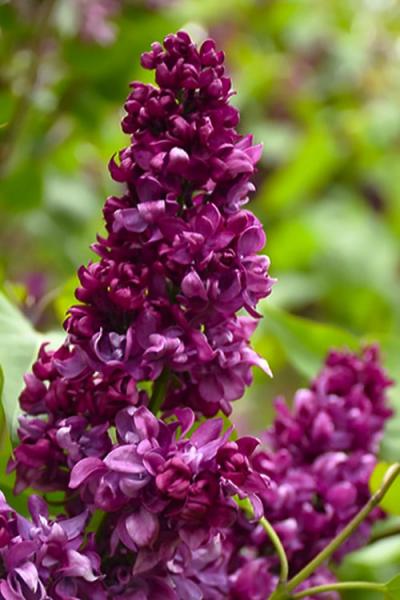 Lilac Fh Monge (red/purple)