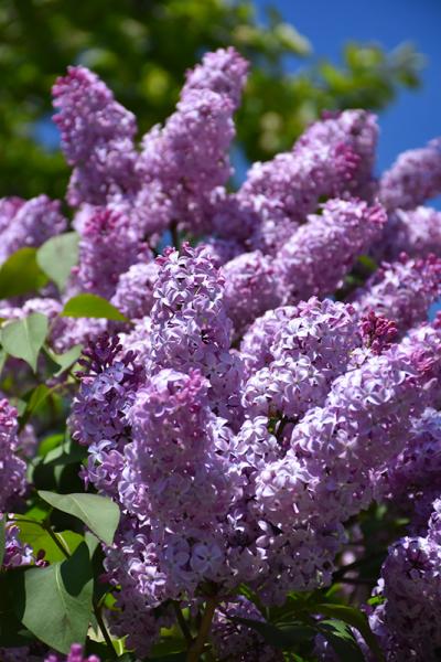 Lilac Fh Common Purple