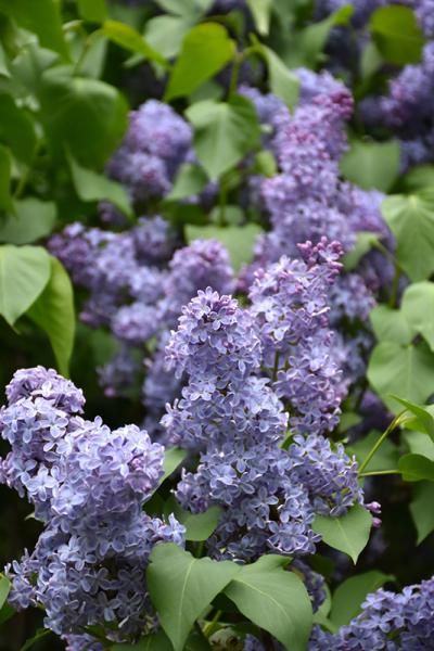 Lilac Fh Wedgewood Blue
