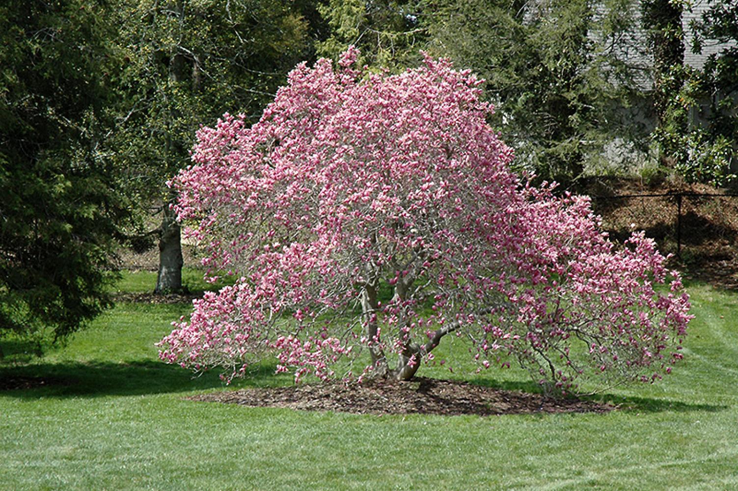 Magnolia Ann 5 Gallon
