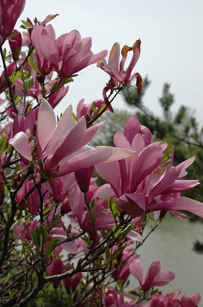 Magnolia Ann 5 Gallon