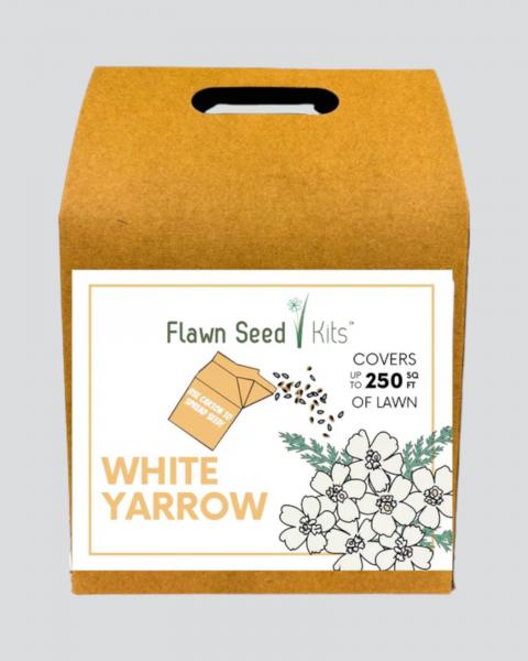 Flawn White Yarrow Seed 250 Sq Ft
