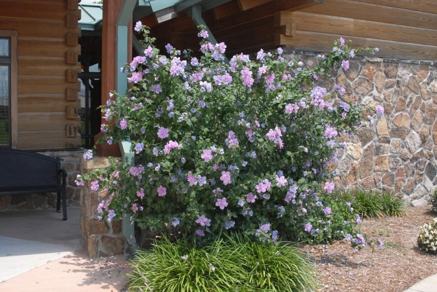 Althea Tree, Double Purple 7 Gallon