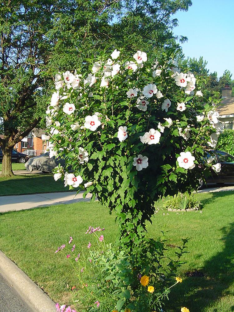 Althea Tree, Red Heart 7 Gallon