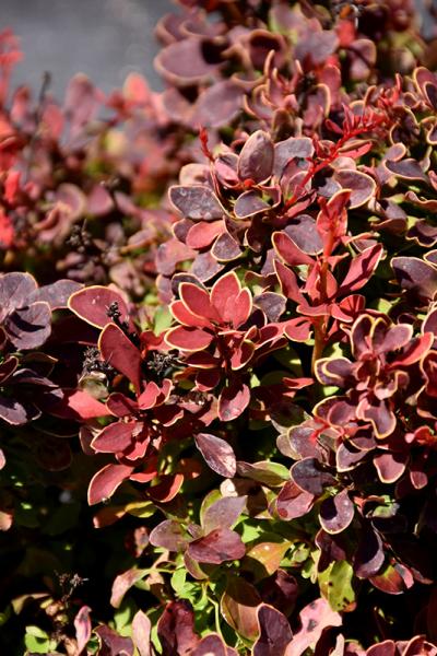 Barberry Golden Ruby(r) Pp