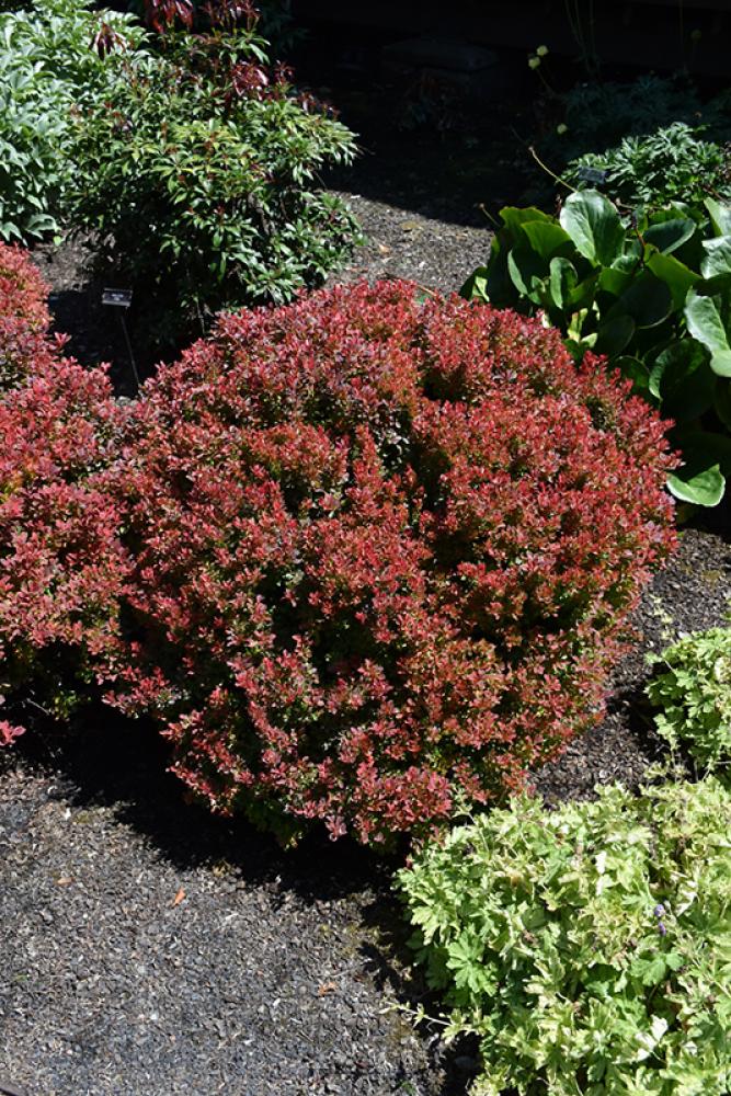 Barberry Golden Ruby(r) Pp