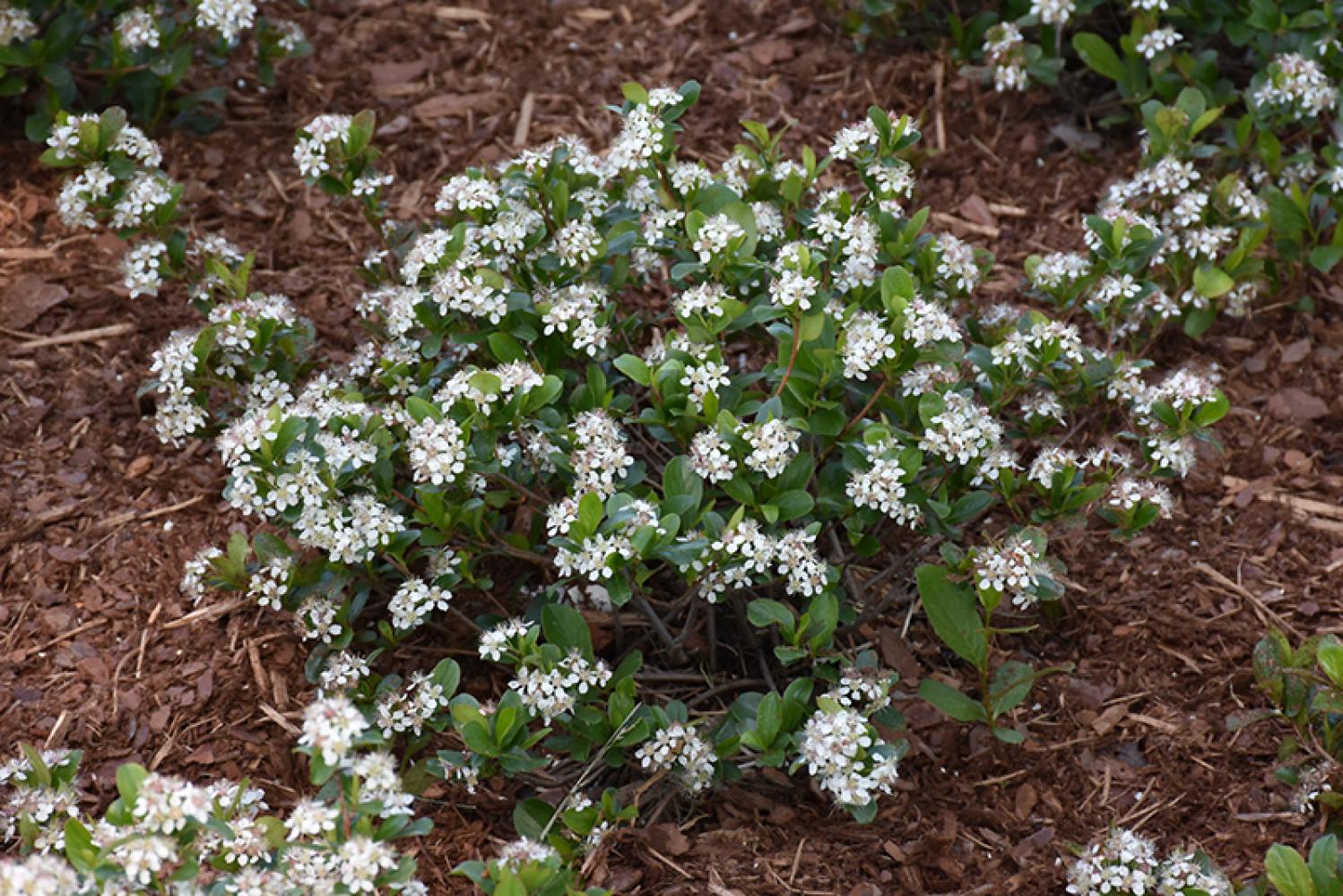 ARONIA LOW SCAPE MOUND(R)  PW