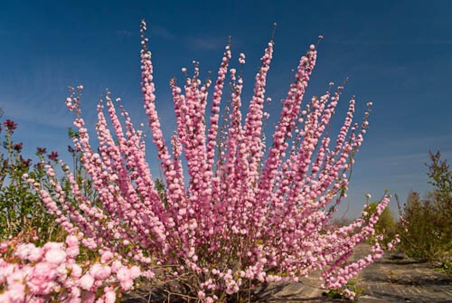 Almond Pink Flowering 3 Gallon