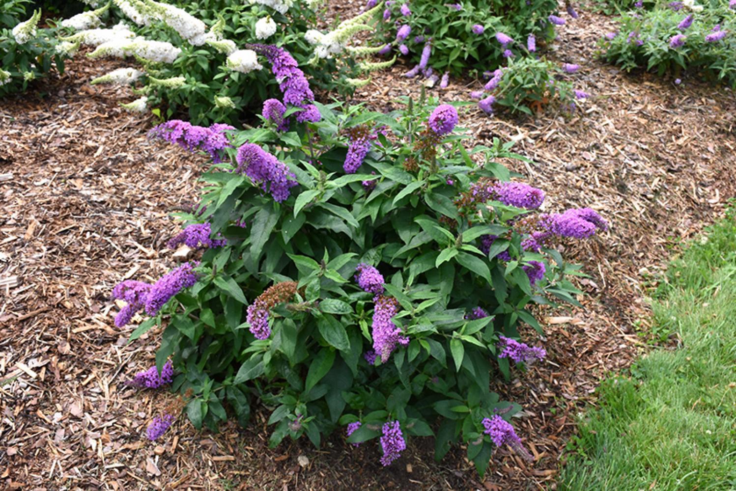 Buddleia Pugster Periwinkle Pw