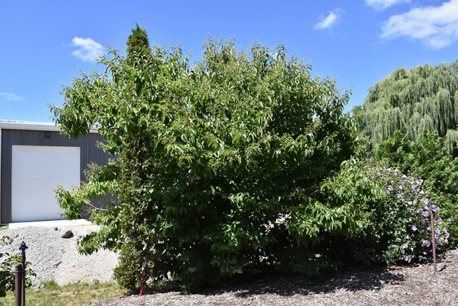 Heptacodium Temple Of Bloom Pw