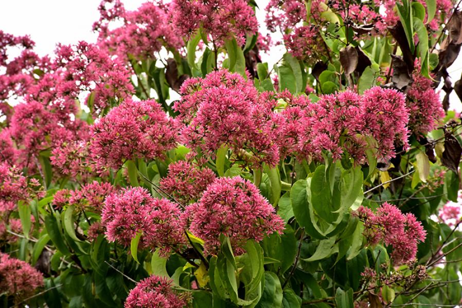 Heptacodium Temple Of Bloom Pw