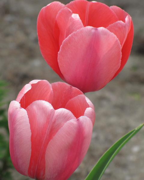 Tulip Dh Sweet Impression