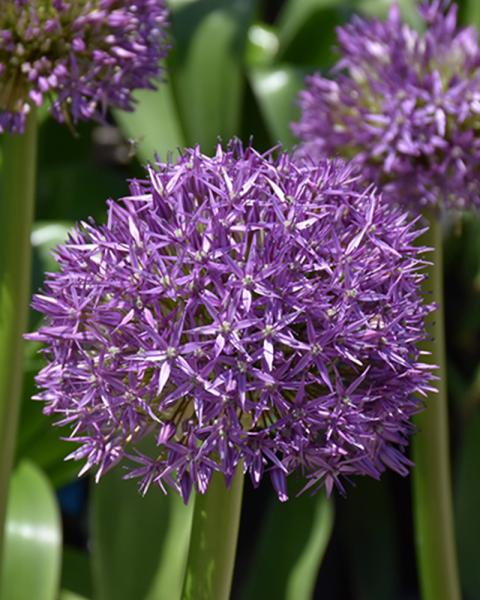 Allium Globemaster 1/pkg