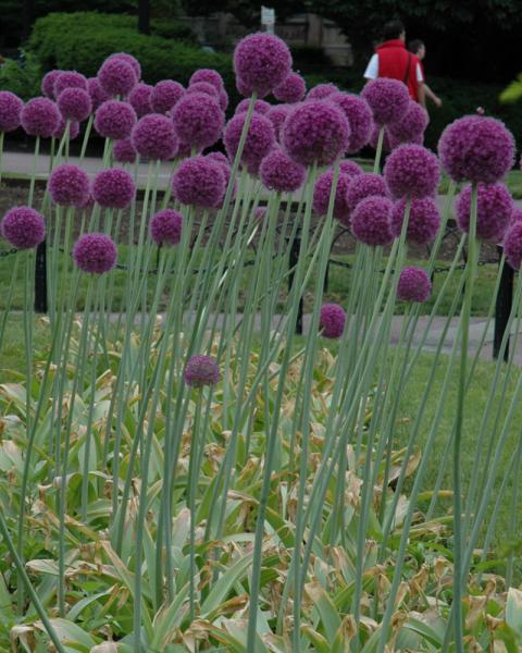 Allium Gladiator 1/pkg